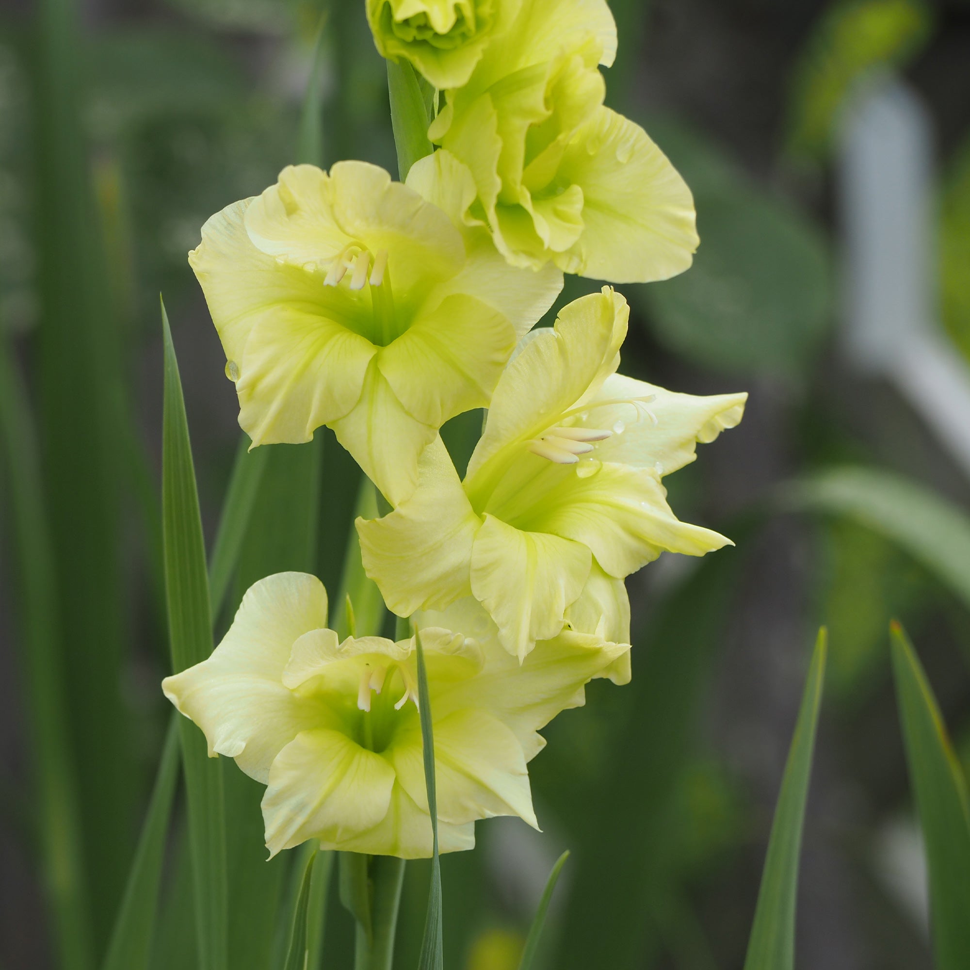 Bakker Glaïeuls Dingadong bulbes 25 jaune 12-14cm couper