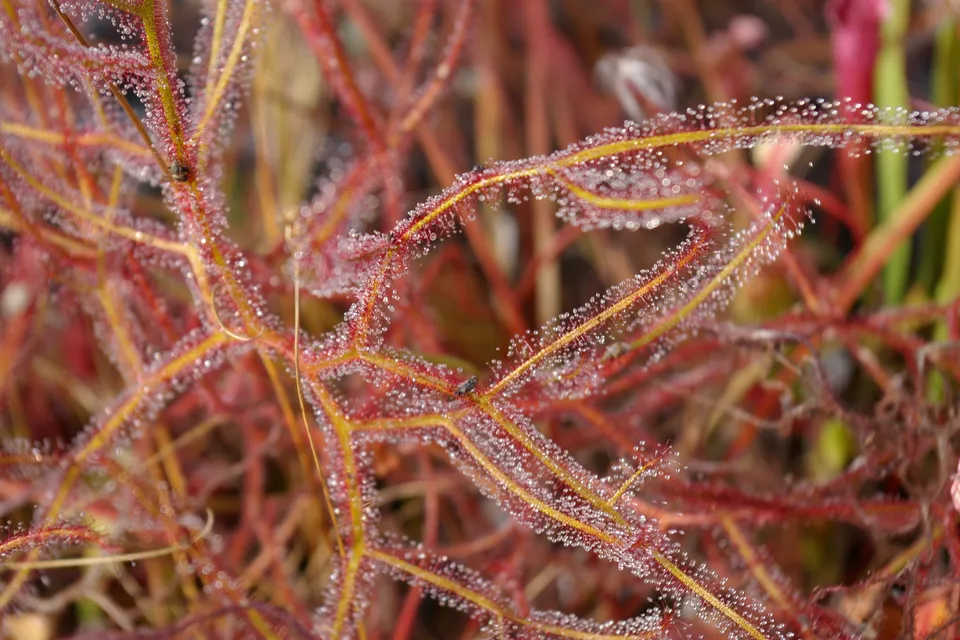 Carniflore Drosera binata multifida extrema pot 9cm