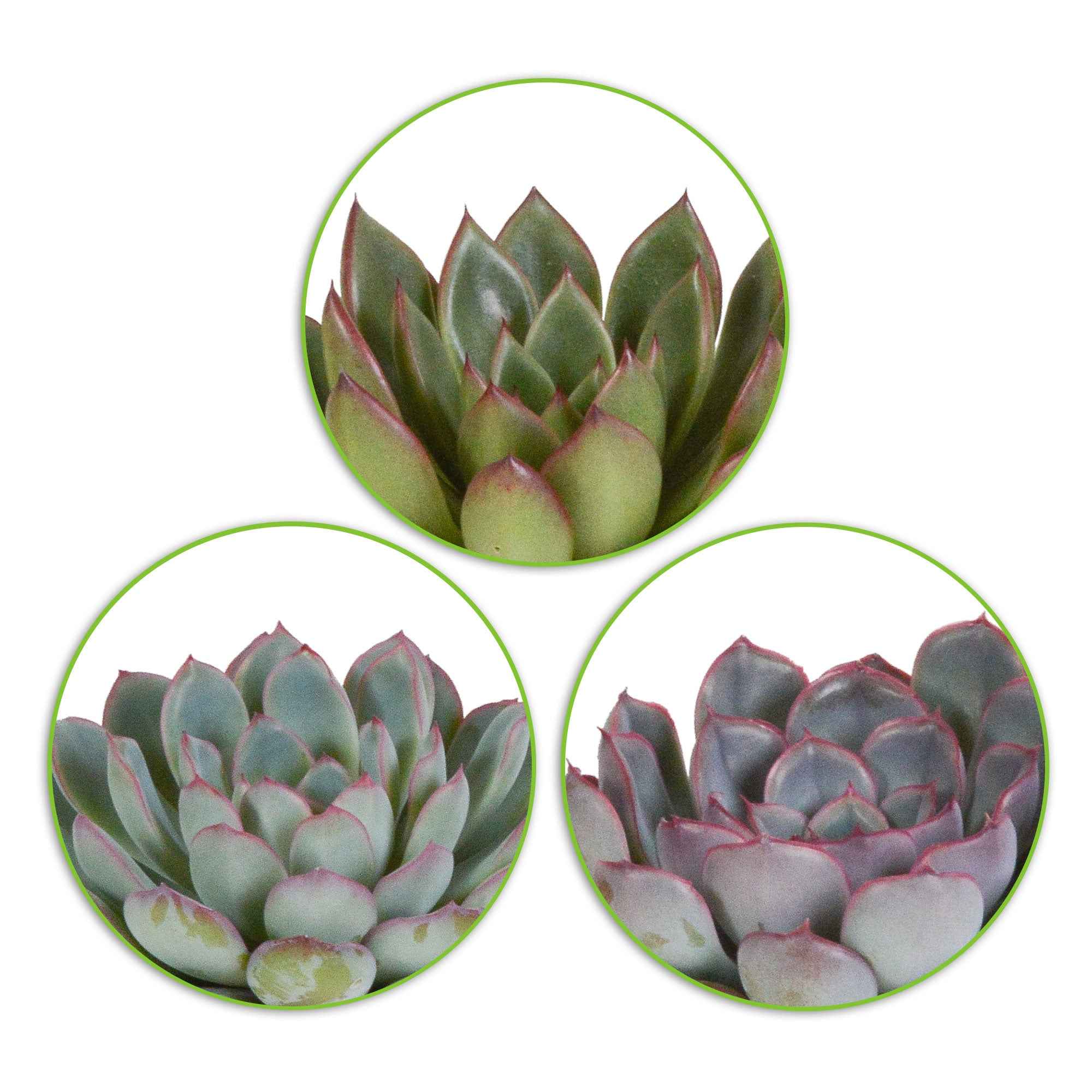 Bakker 3 écheverias plante grasse 3 pots 8,5cm