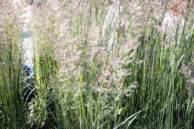Calamagrostis Karl Foerster graminée godet érigée