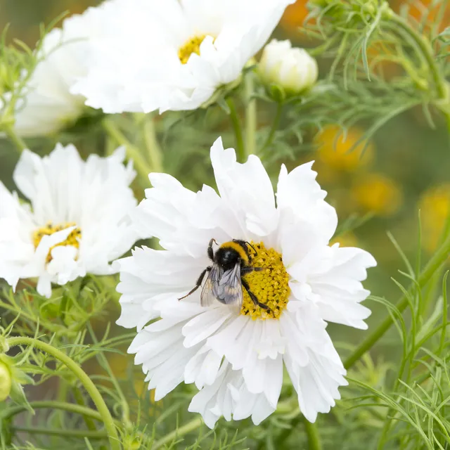 Bakker Cosmos double blanc annuelle sachet 100 graines