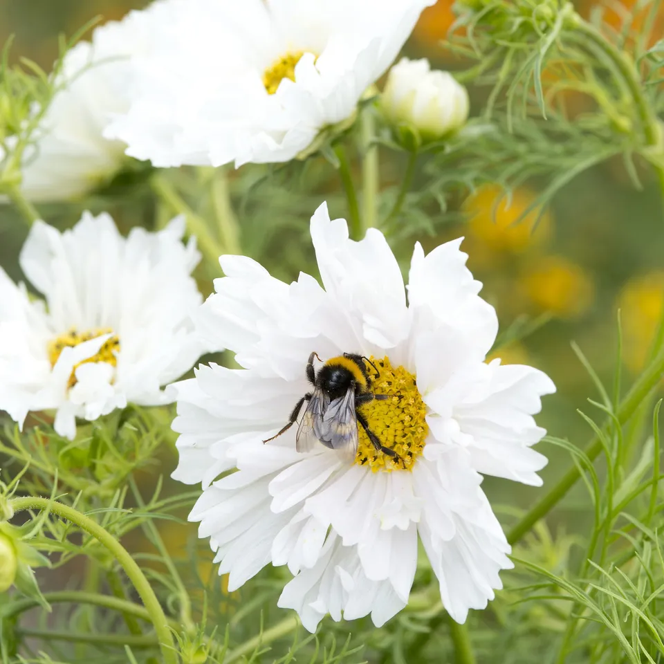 Bakker Cosmos double blanc annuelle sachet 100 graines