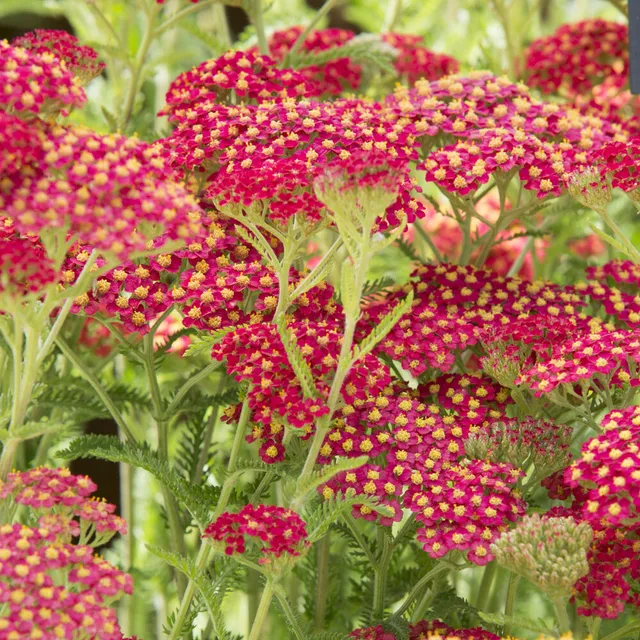 Bakker Achillée Paprika vivace pot 9cm rouge