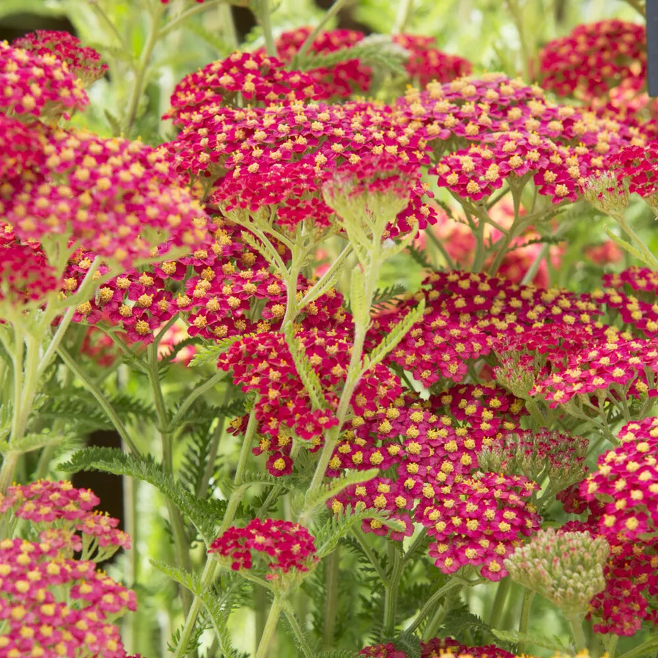 Bakker Achillée Paprika vivace pot 9cm rouge