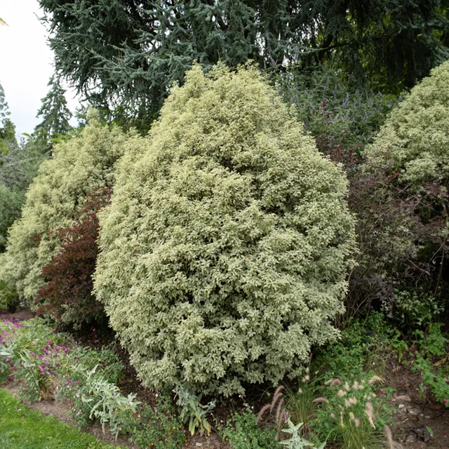 Bakker Pittosporum tenuifolium variegatum pot 2 L