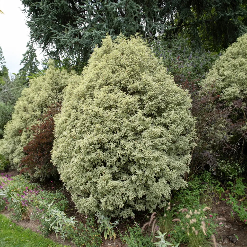 Bakker Pittosporum tenuifolium variegatum pot 2 L