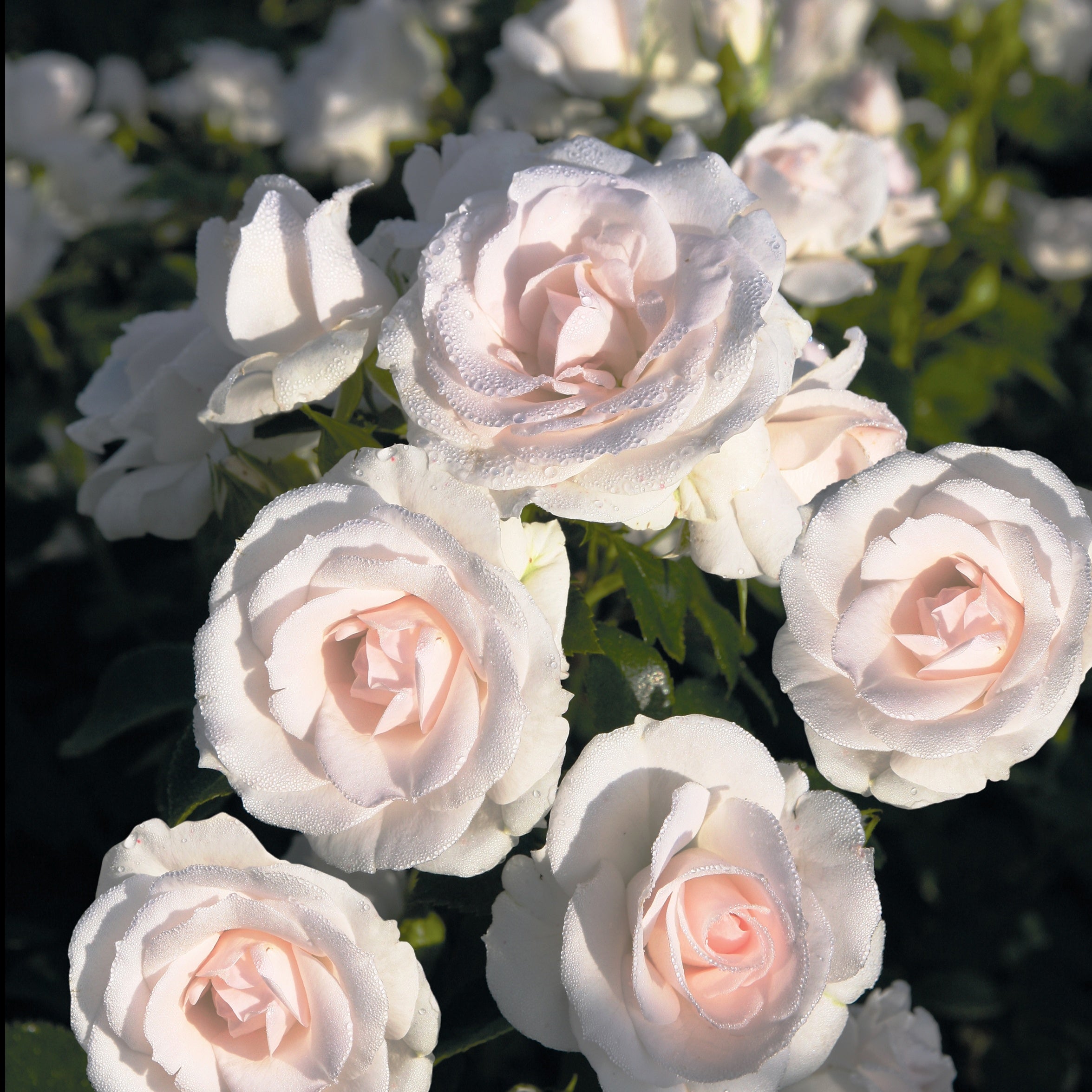 Bakker Rosier Aspirin Rose fleur blanche pot 3L 15-40cm