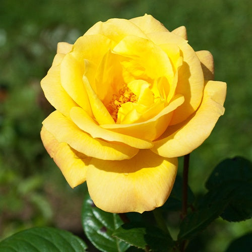 Bakker Rosier buisson Arthur Bell pot 3L jaune parfumé