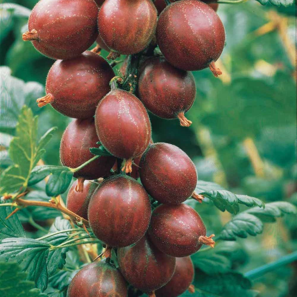 Bakker Groseillier Winham's Industry fruitier 2 racines nues
