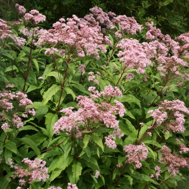 Bakker Eupatoire pourpre vivace pot Ø 9 cm rose mellifère