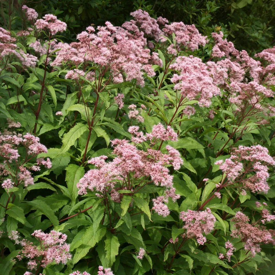 Bakker Eupatoire pourpre vivace pot Ø 9 cm rose mellifère
