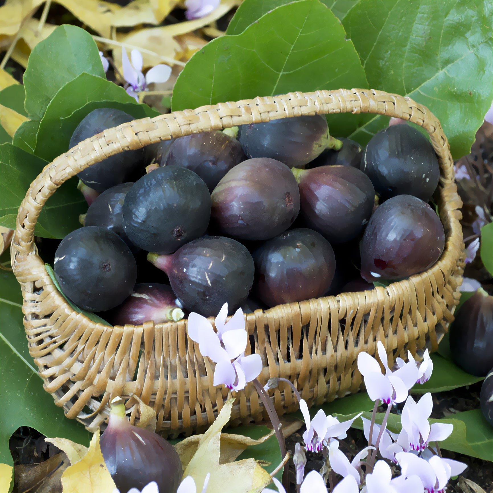 Bakker Figuier Noire de Caromb fruitier pot 3L bifère