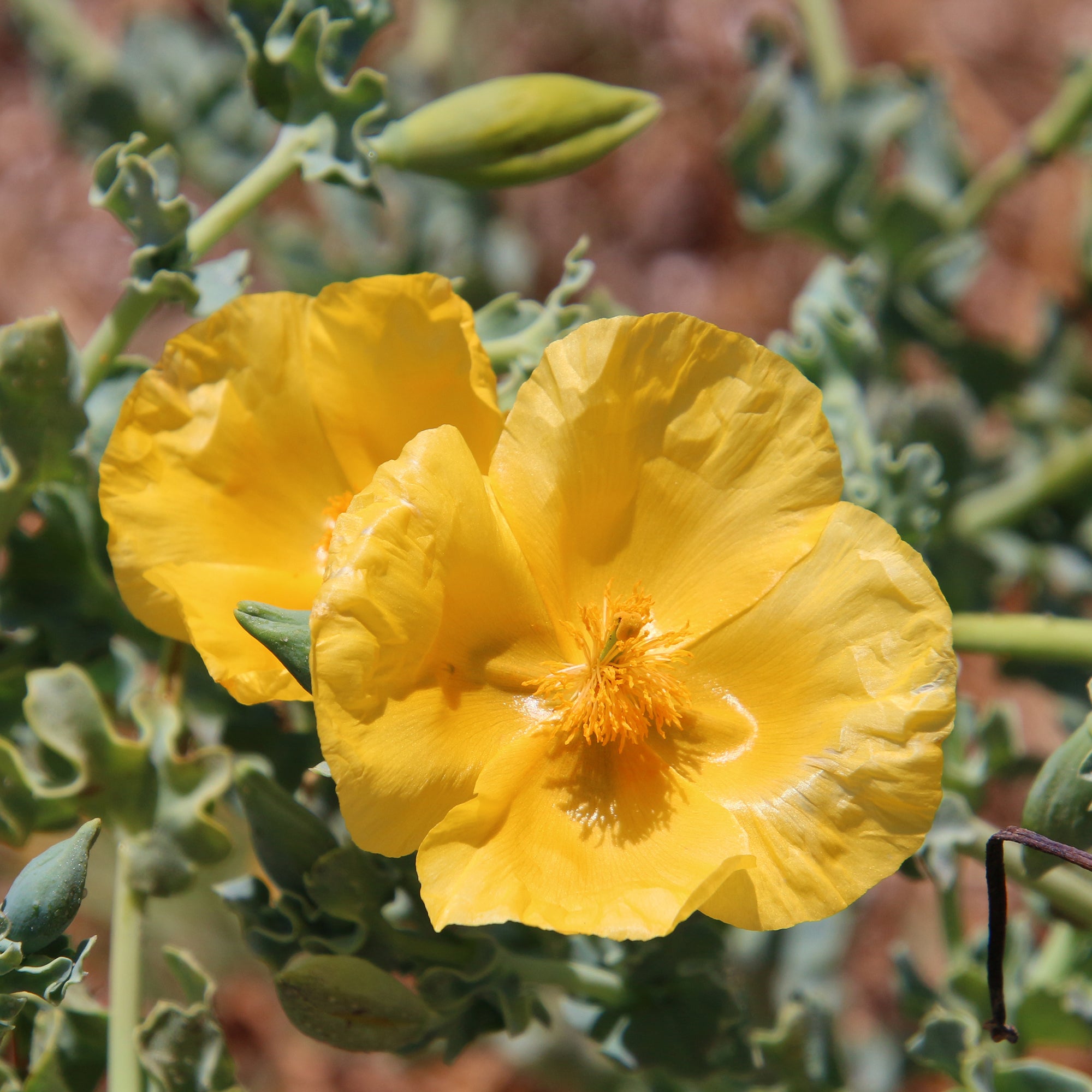 Bakker Pavot cornu Glaucium flavum vivace pot 8cm