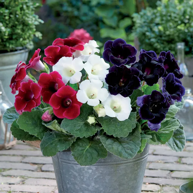 Bakker Gloxinias rouge blanc bleu bulbes intérieur sachet 3