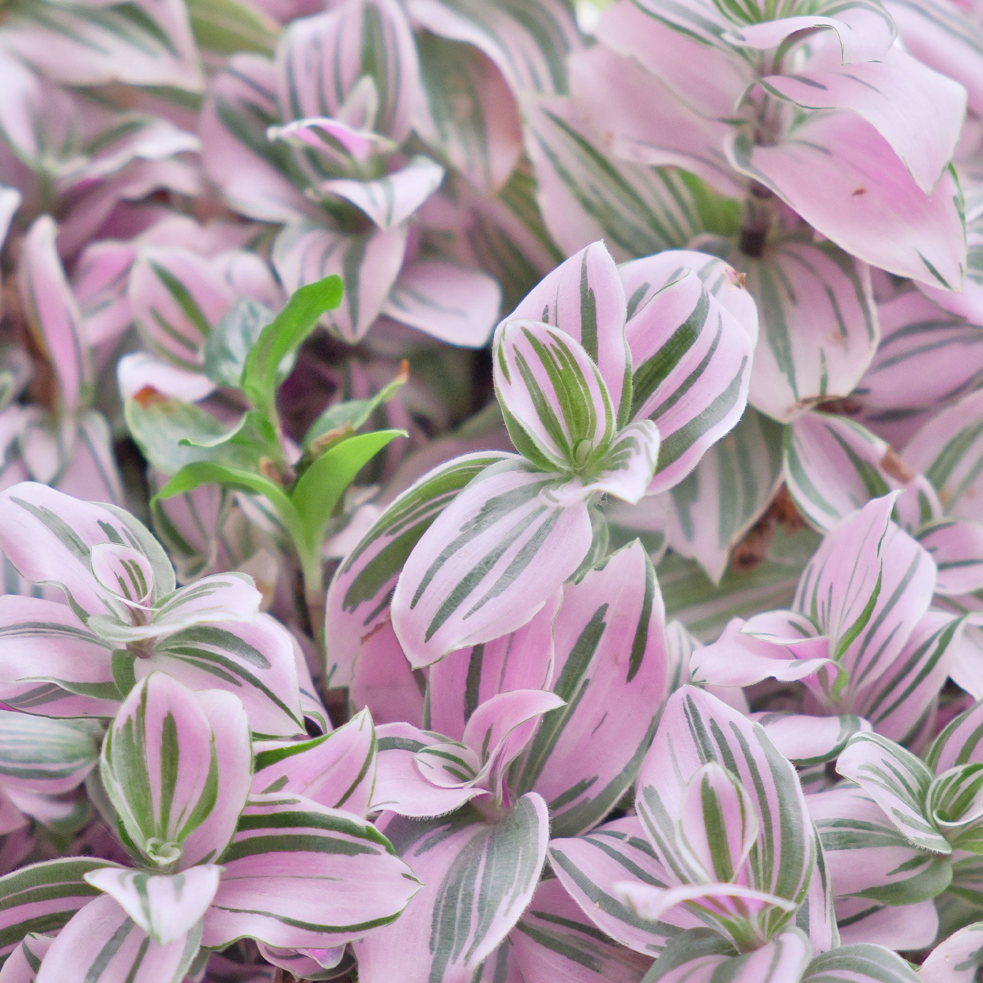 Bakker Misère Nanouk Tradescantia rose pot Ø 12cm