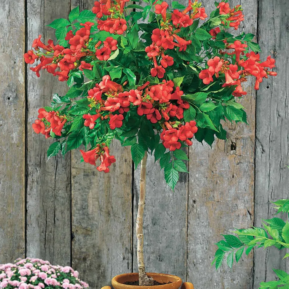 Bakker Bignone rouge sur tige pot 3L 60cm