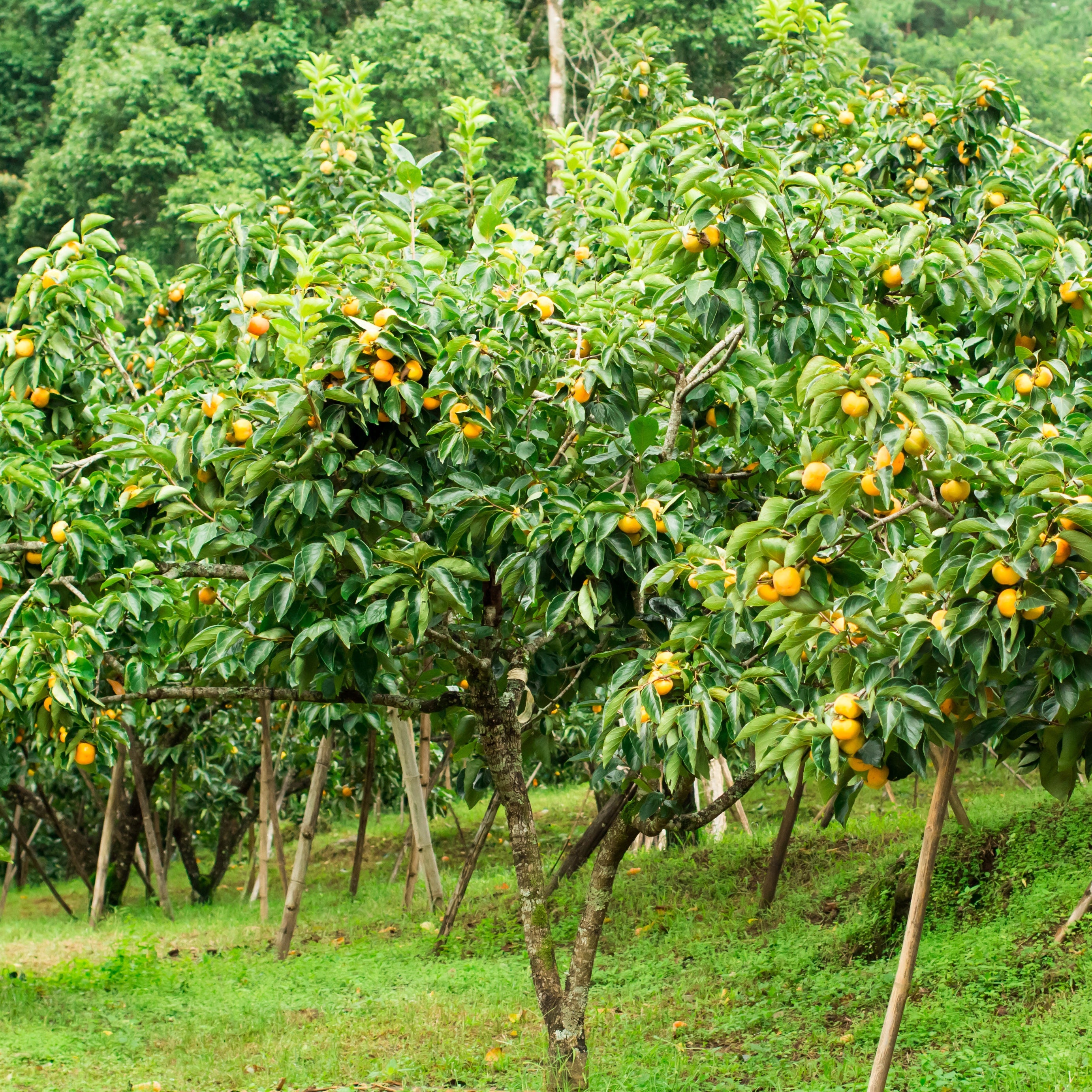 Bakker Kaki Tipo arbre fruitier pot 3L 50-80cm fruits orange