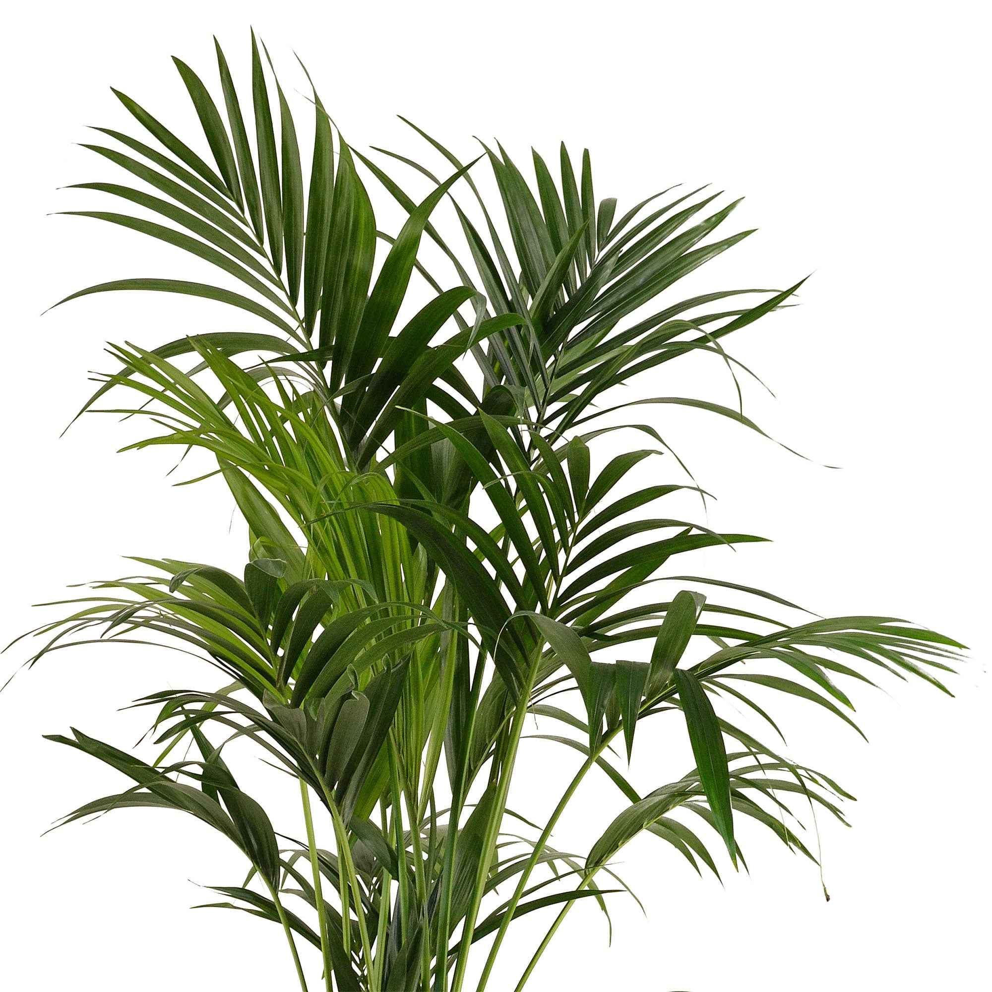 Bakker Howea forsteriana palmier Kentia pot 13cm 40-50cm