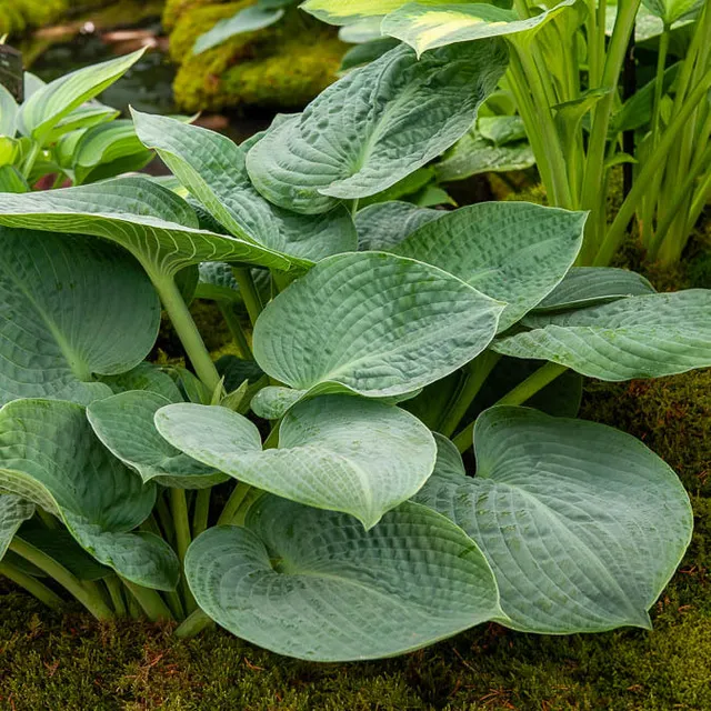 Bakker Big Daddy hosta géant pot 9 cm feuilles bleues