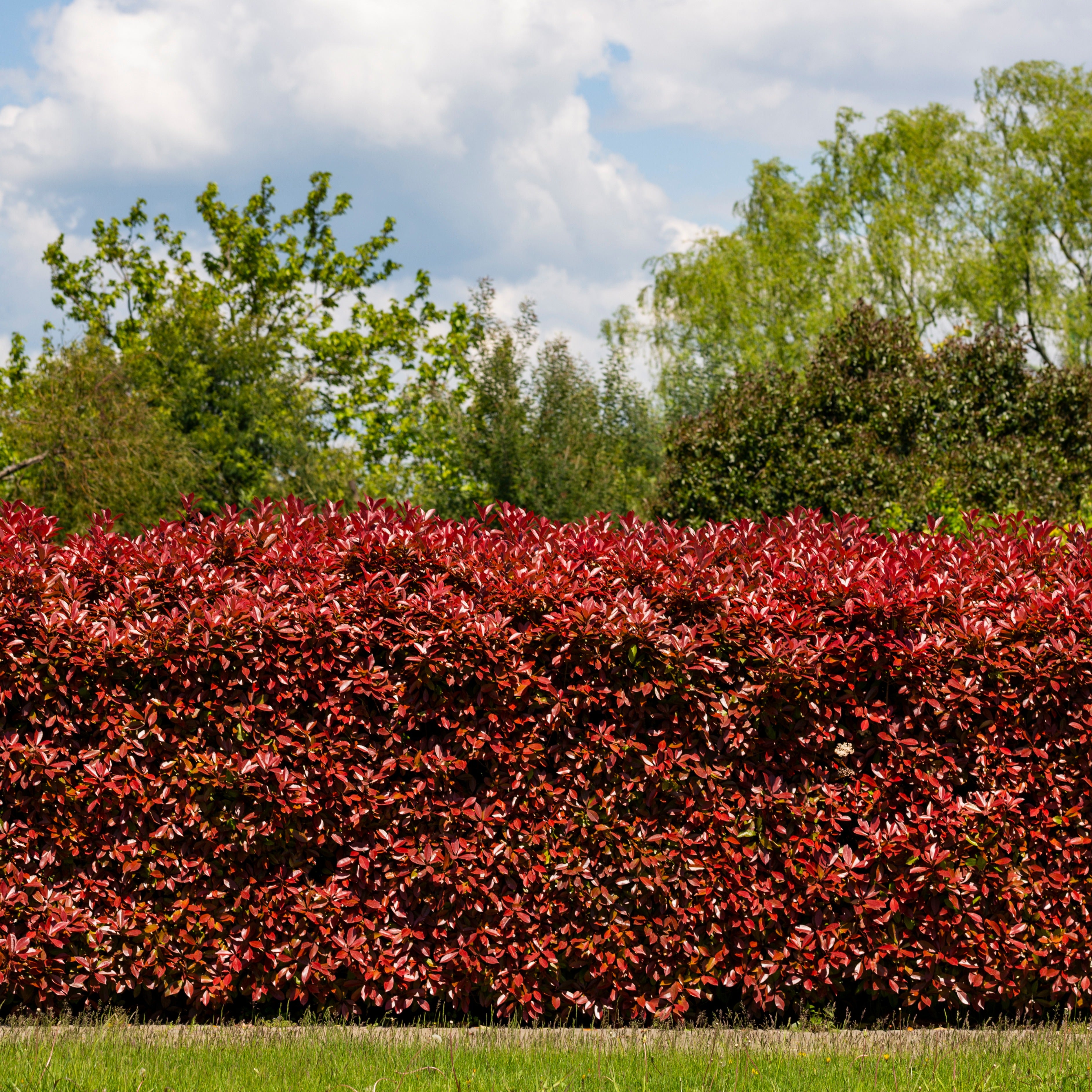 Bakker Haie 3 Photinias Red Robin persistant 15-20cm