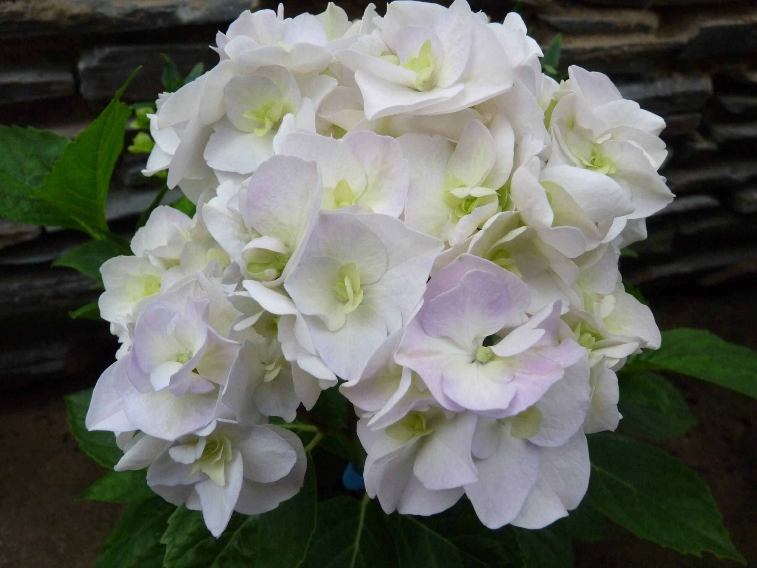 Les Hortensias du Haut Bois Domotoï hortensia fleurs rondes godet