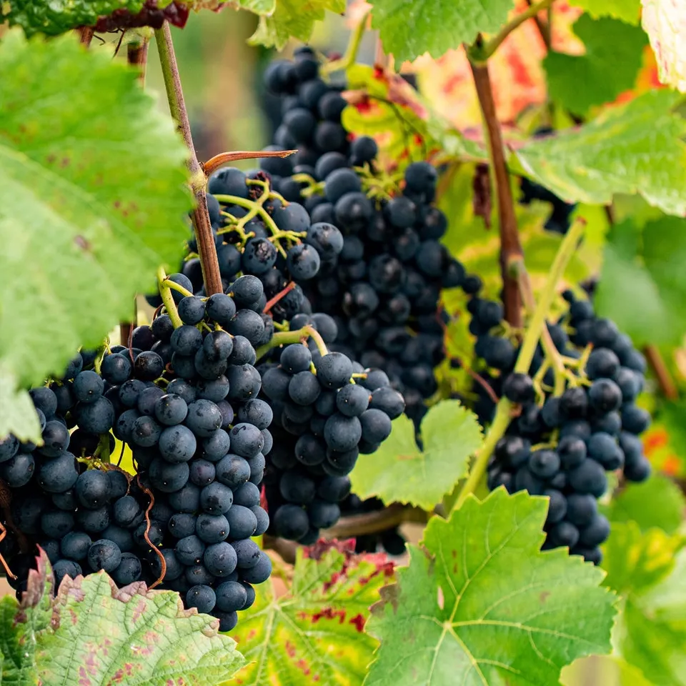 Bakker Vigne Regent raisin noir pot 2 L 40-50 cm