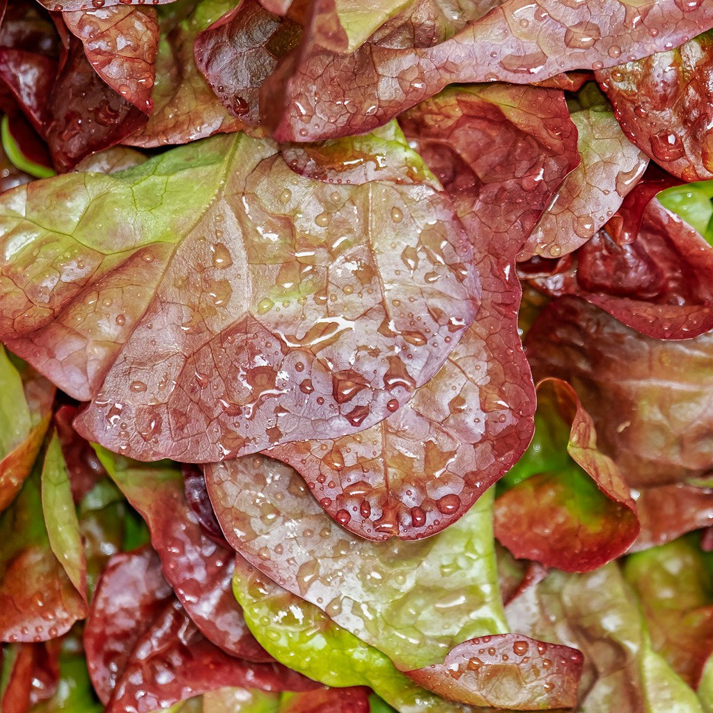 Bakker Lollo Rossa laitue bio frisée rouge sachet 450 graines