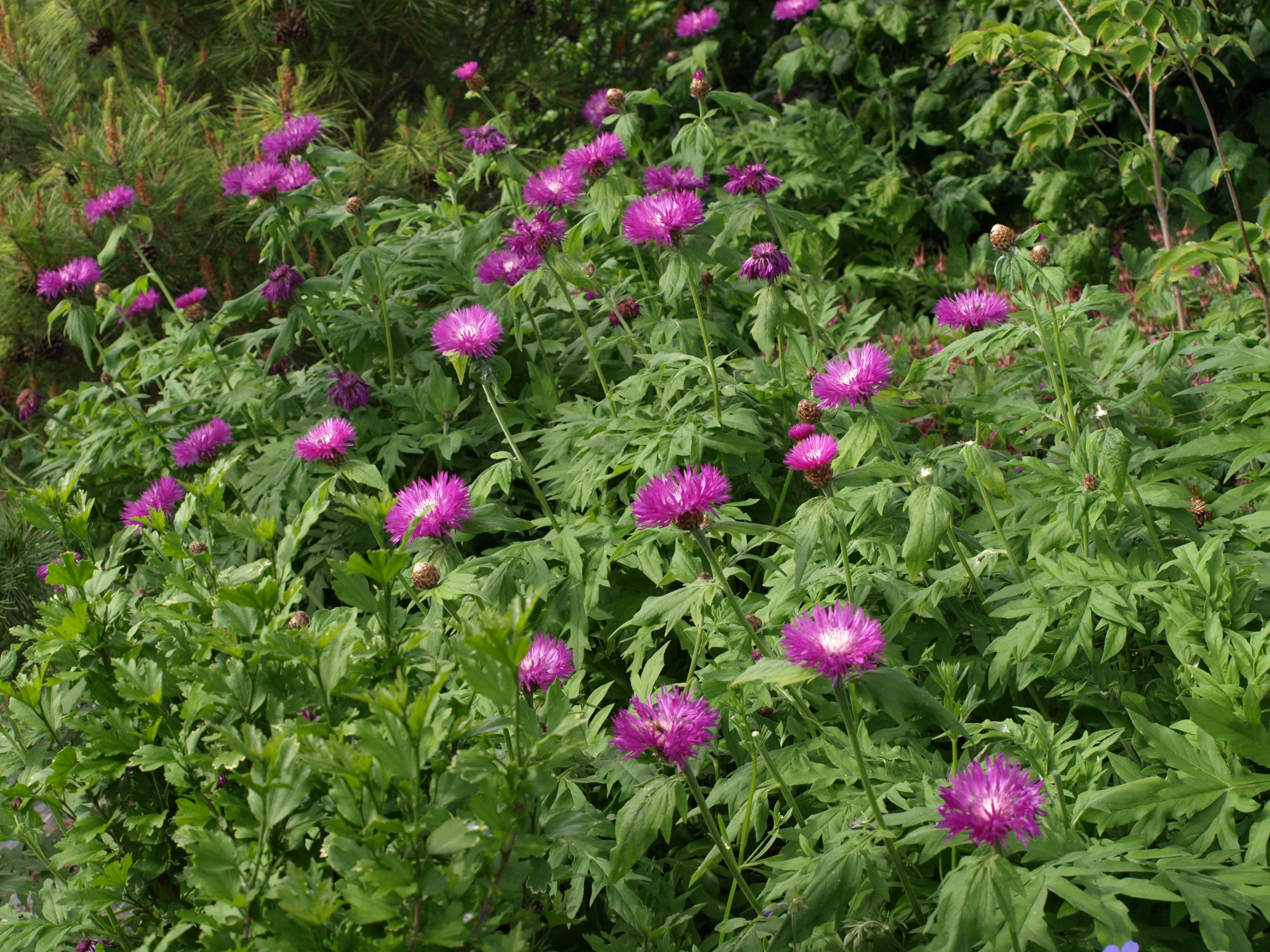 Passion Vivaces Centaurea dealbata plante vivace pot 1 litre rose