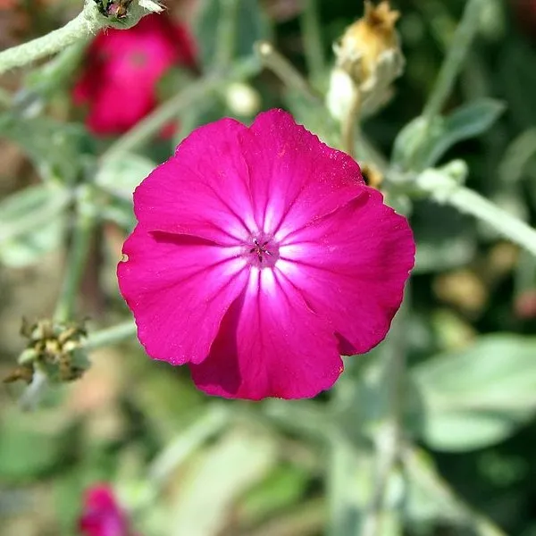 Passion Vivaces Lychnis coronaria coquelourde rouge carmin godet