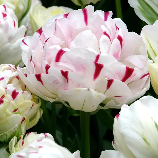 Bakker Dance Line tulipe double 7 bulbes multicolore