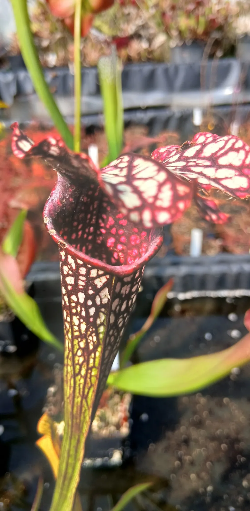 Carniflore Sarracenia oreophila x leucophylla plante carnivore 1 point