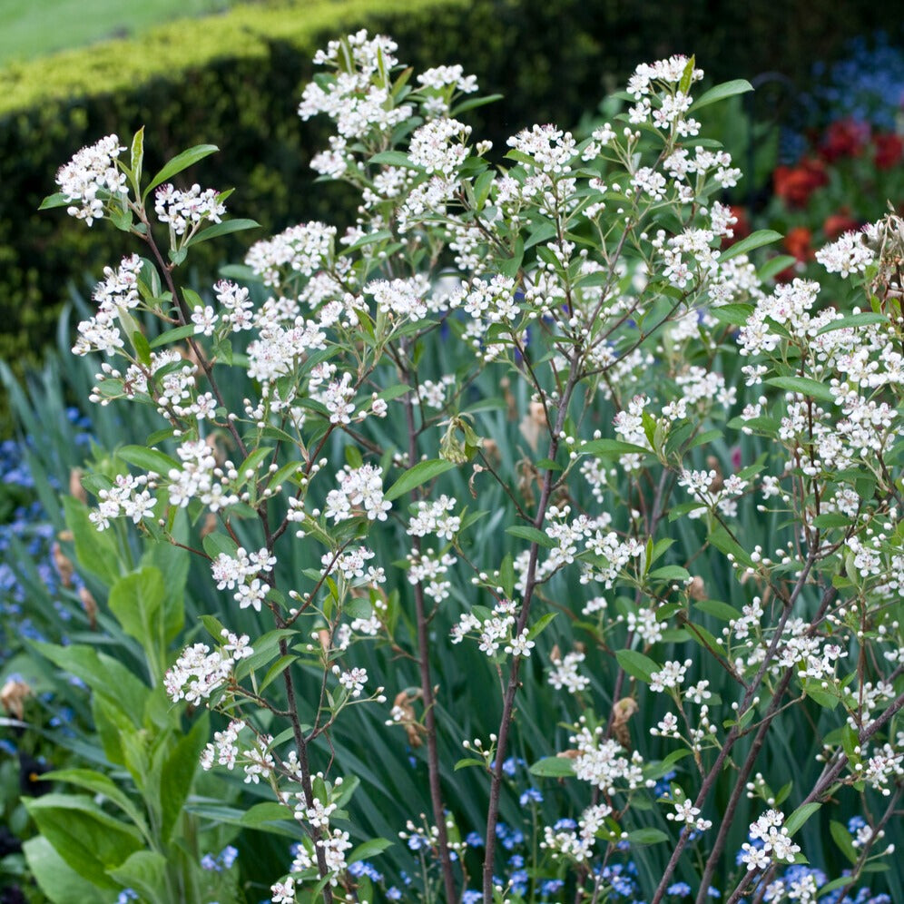 Bakker Aronia Brilliant arbuste pot 3L 40-50cm