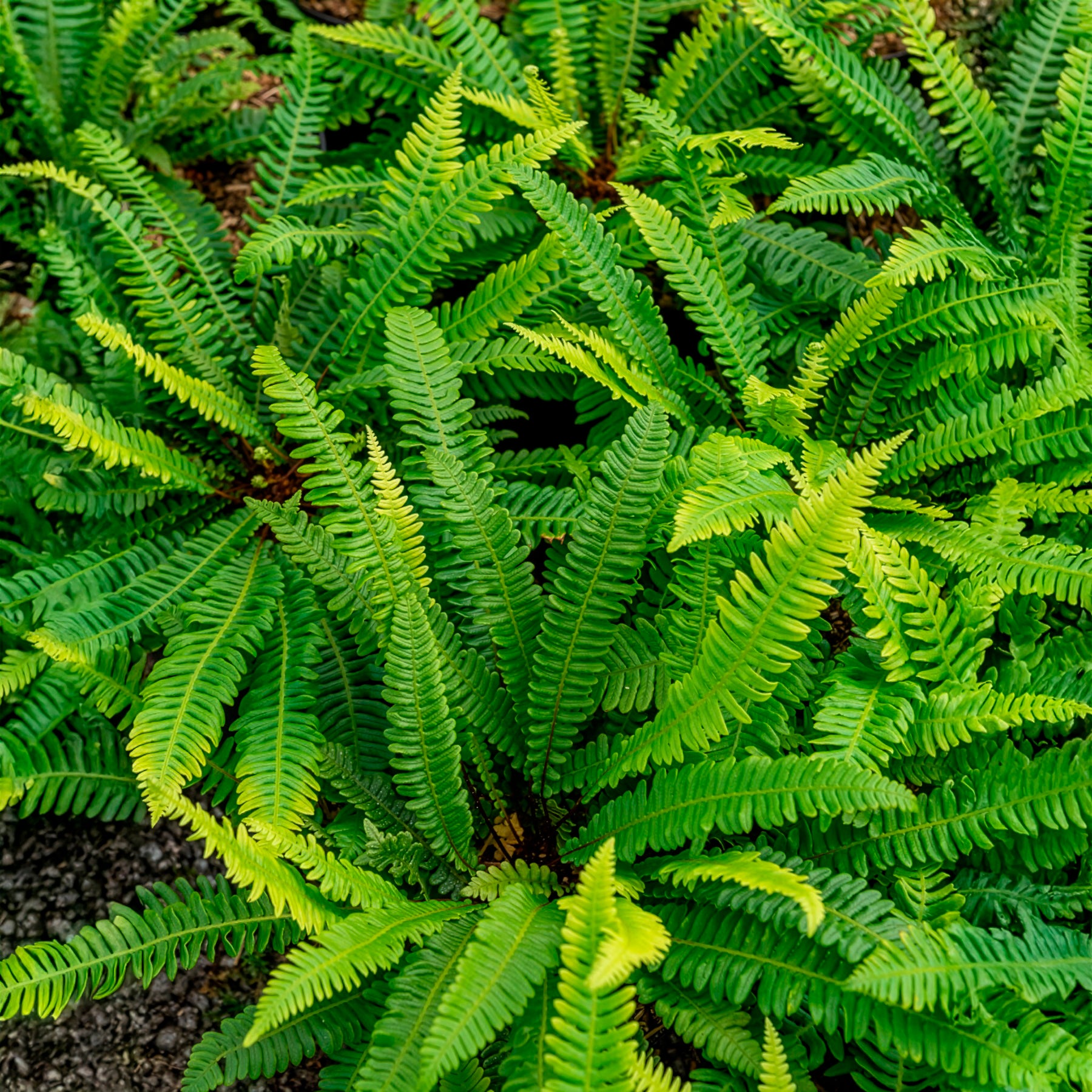 Bakker Plantes vivaces Blechnum en épi fougère pot Ø 9cm ombre