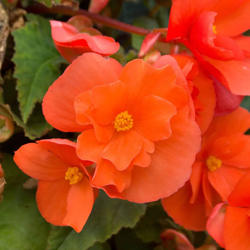 Bakker Bégonias retombants orange bulbes sachet 4 cal. 5-6cm