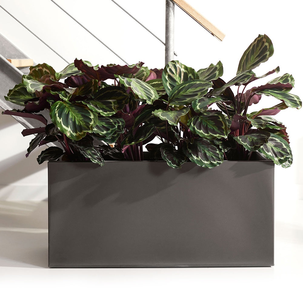 Bakker Calathea Medaillon XL plante intérieur pot 19cm 70-90cm
