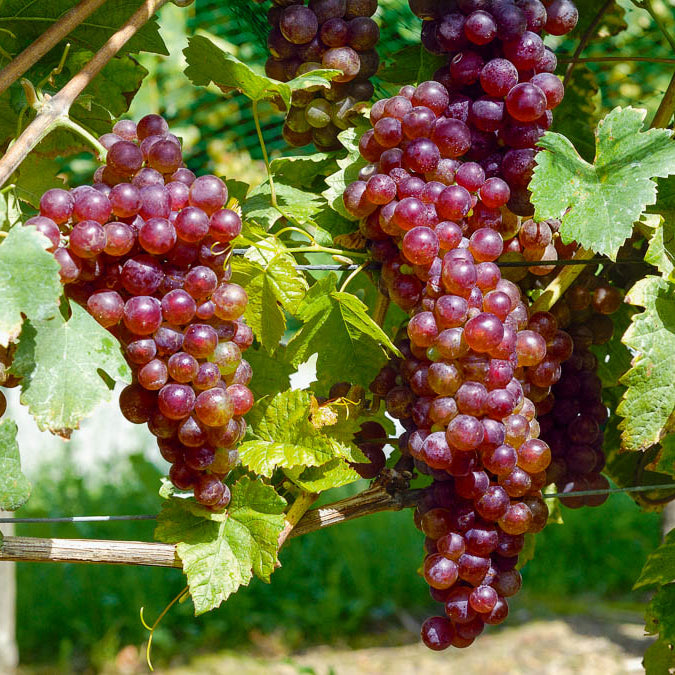 Bakker Vigne Chasselas rose fruitier motte 2 ans 30-40cm soleil