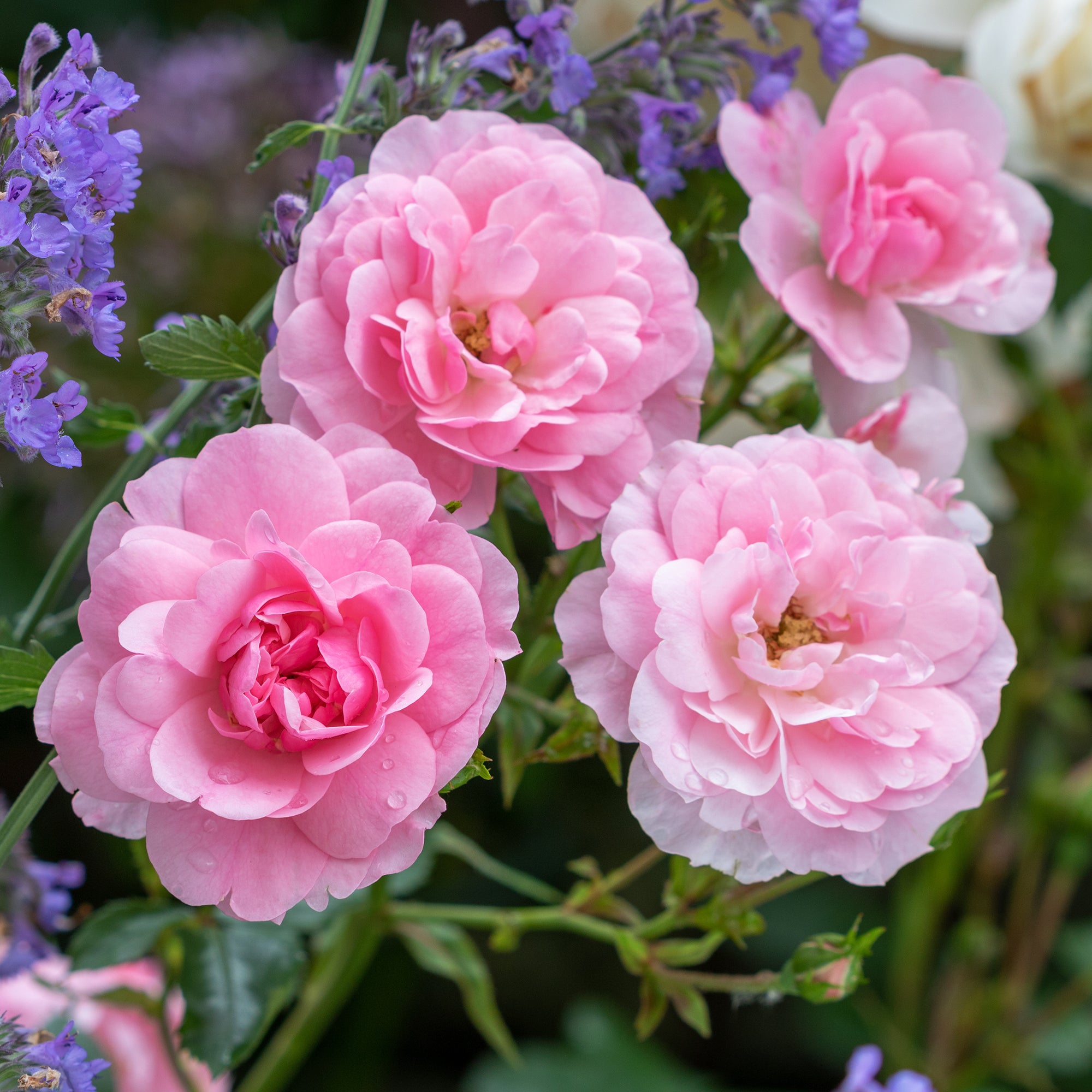Bakker Rosier Bonica 82 arbuste racine nue 3+ branches rose
