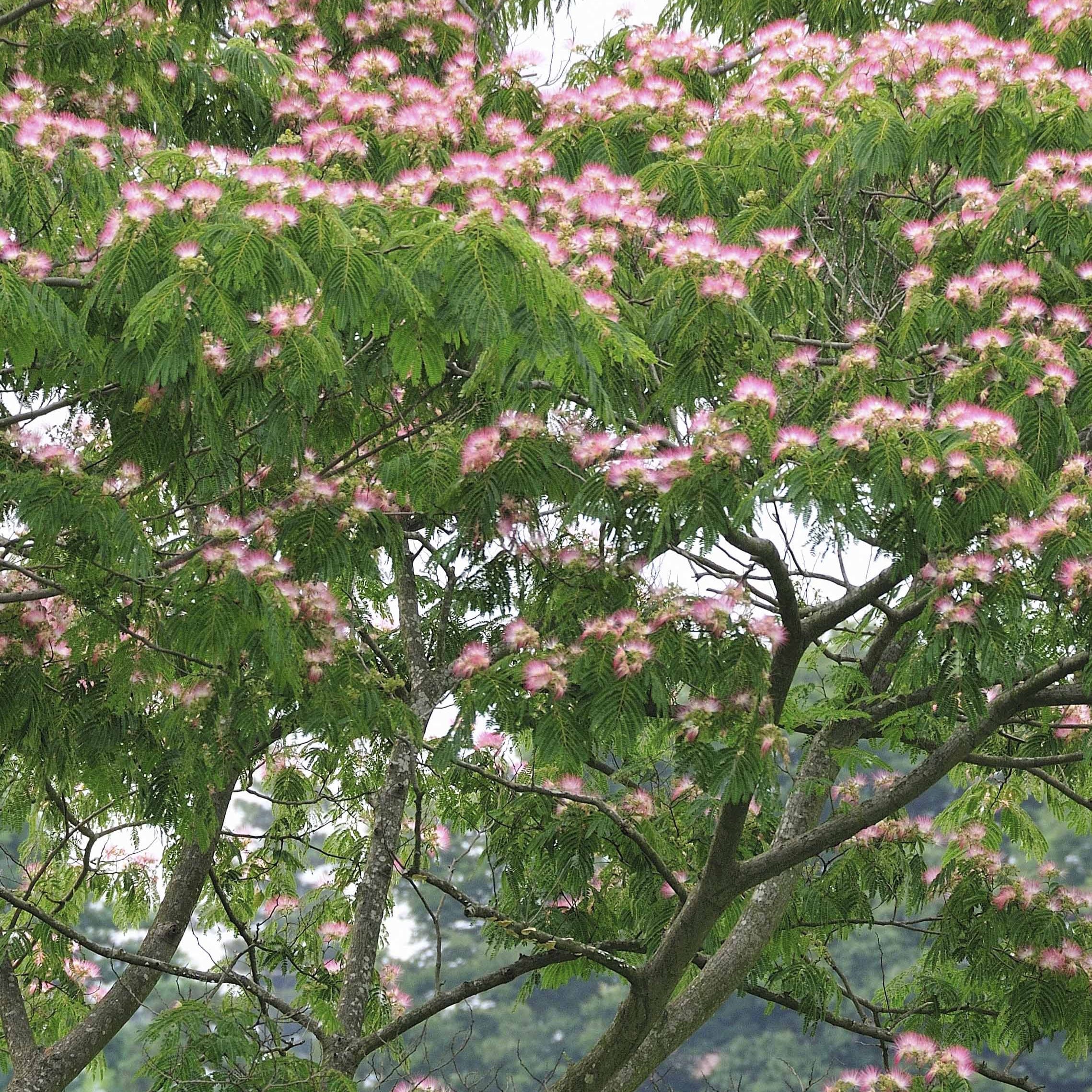 Bakker Albizia Rose arbre à soie pot 2L fleurs roses
