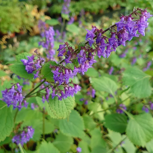 Passion Vivaces Isodon longitubus Kameba isodon godet bleu violet