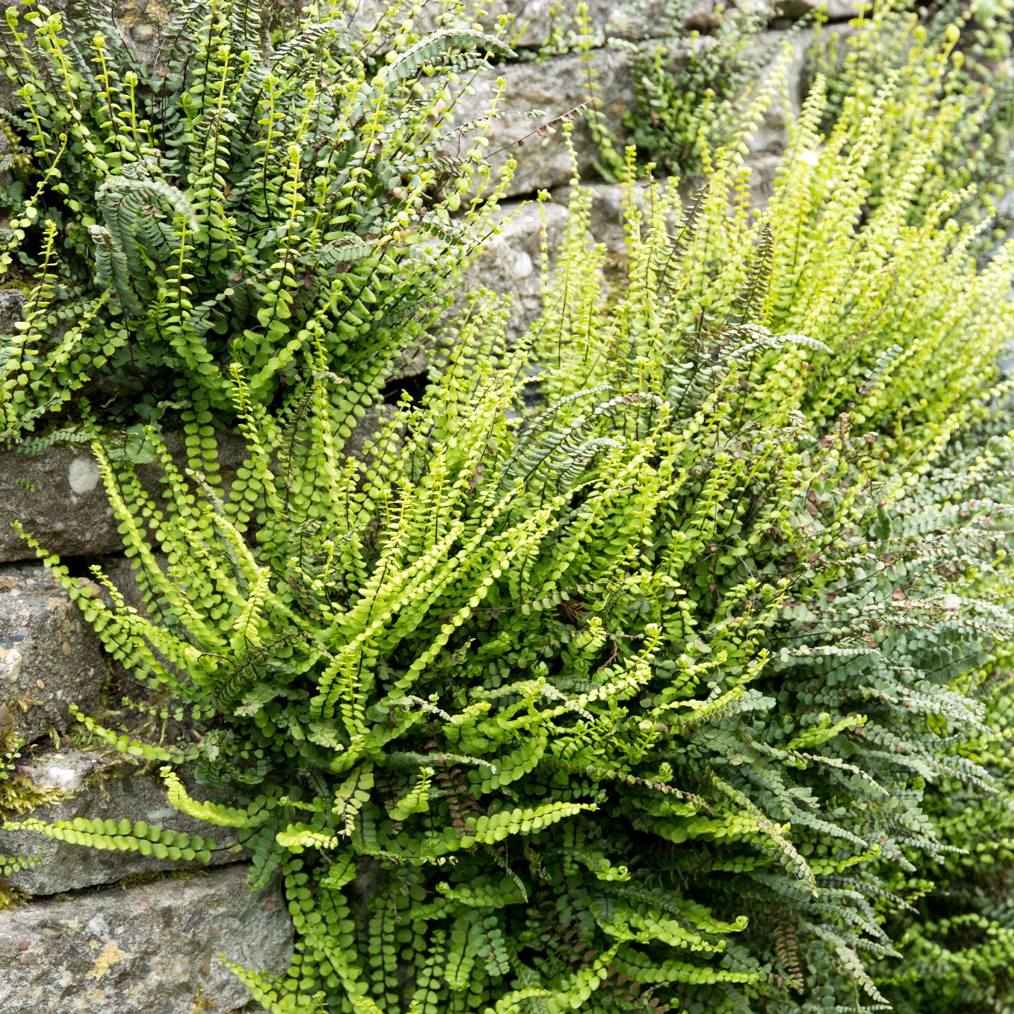 Bakker Fausse-Capillaire Asplenium trichomanes fougère pot 9cm