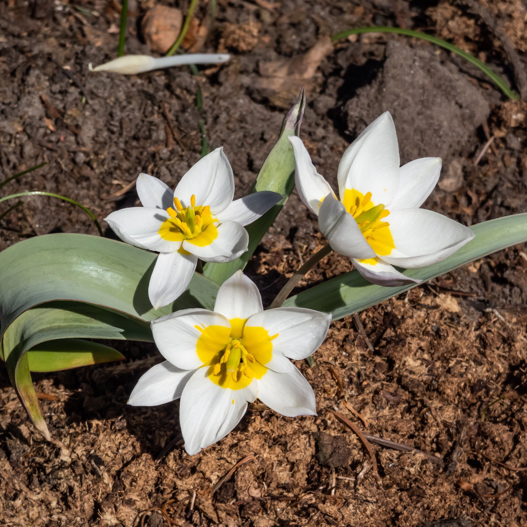 Bakker Tulipes botaniques Polychroma bulbes 10 bulbes blanc jaune