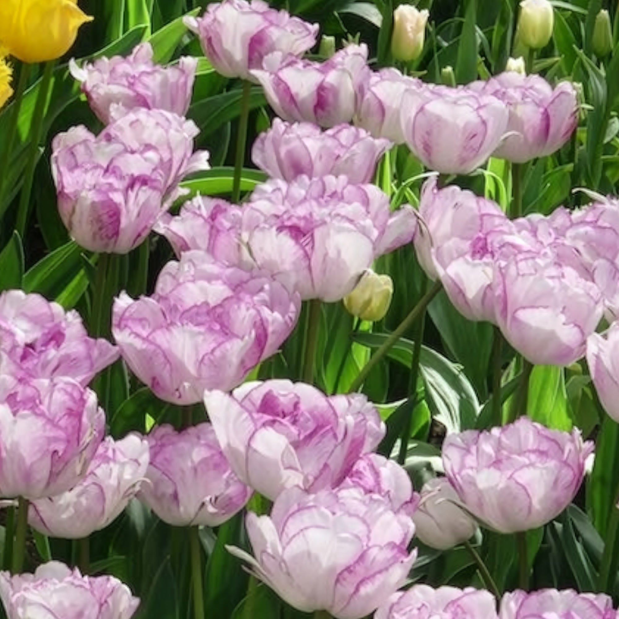 Bakker Shirley Double tulipe pivoine 5 bulbes violet