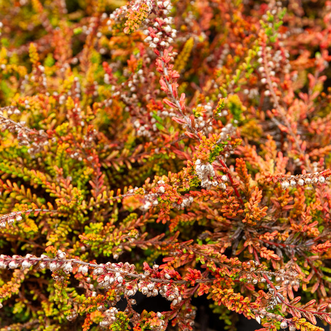 Bakker Bruyère Wickwar Flame calluna pot 8cm violet