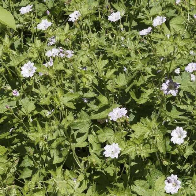 Bakker Plantes vivaces 3 Géraniums striés racines nues lot 3