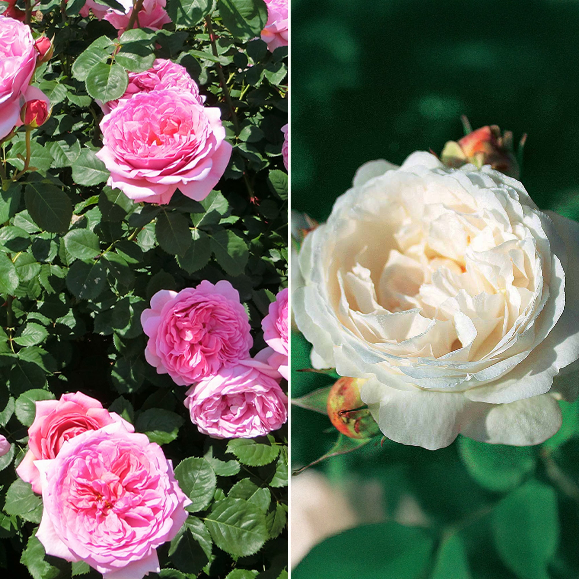 Bakker Collection 2 rosiers anglais racines nues parfumés