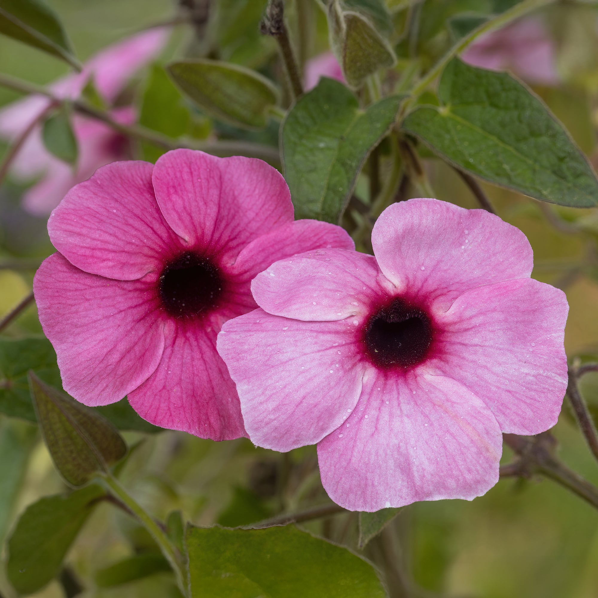 Bakker Sunny Susy Rose Sensation œil de Suzanne pot 10,5cm