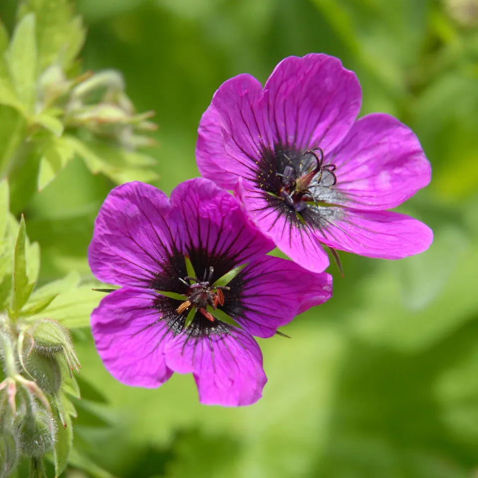 Bakker Géranium Patricia vivace pot 9cm fleurs magenta