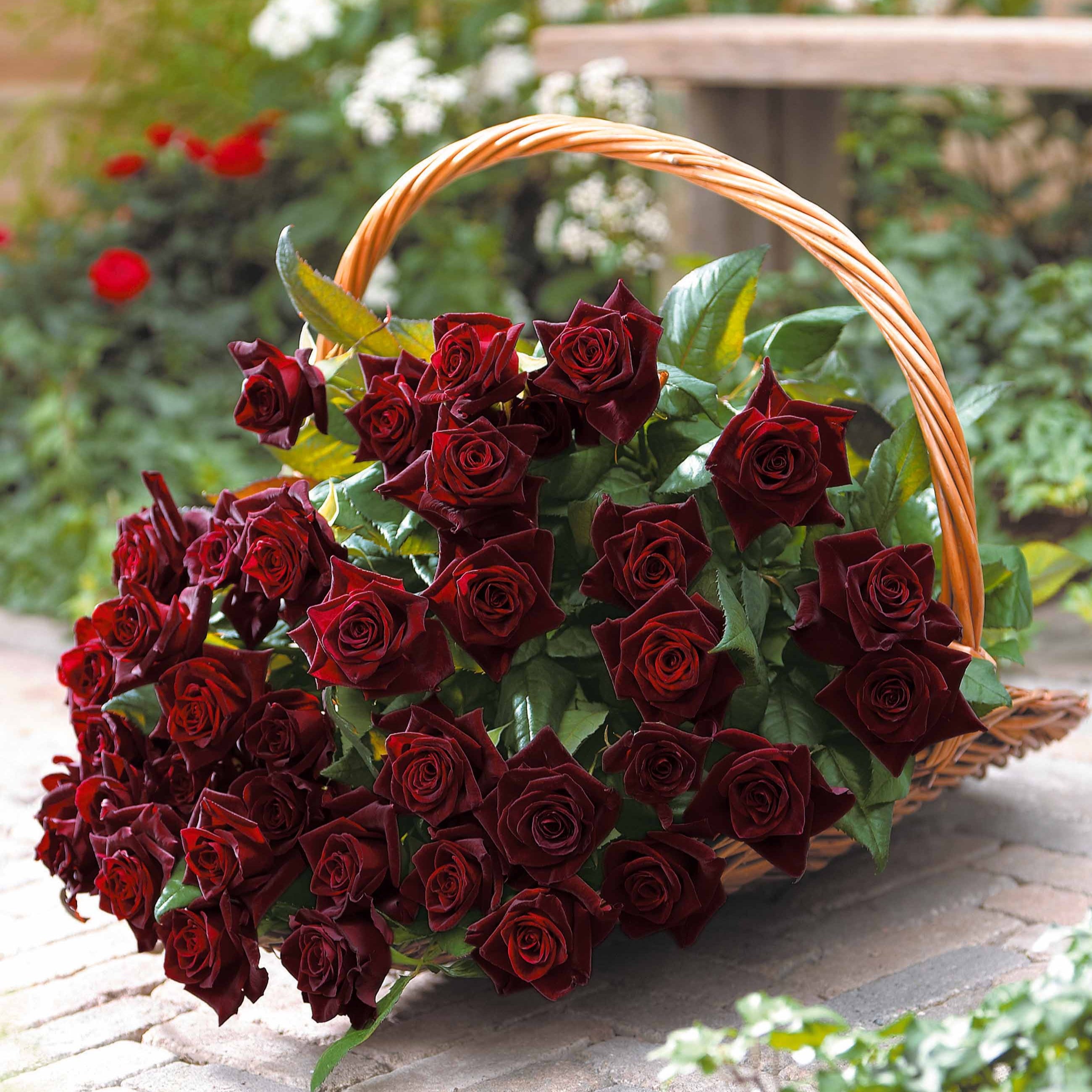 Bakker Rosier Black Baccara buisson motte 3+ branches rouge