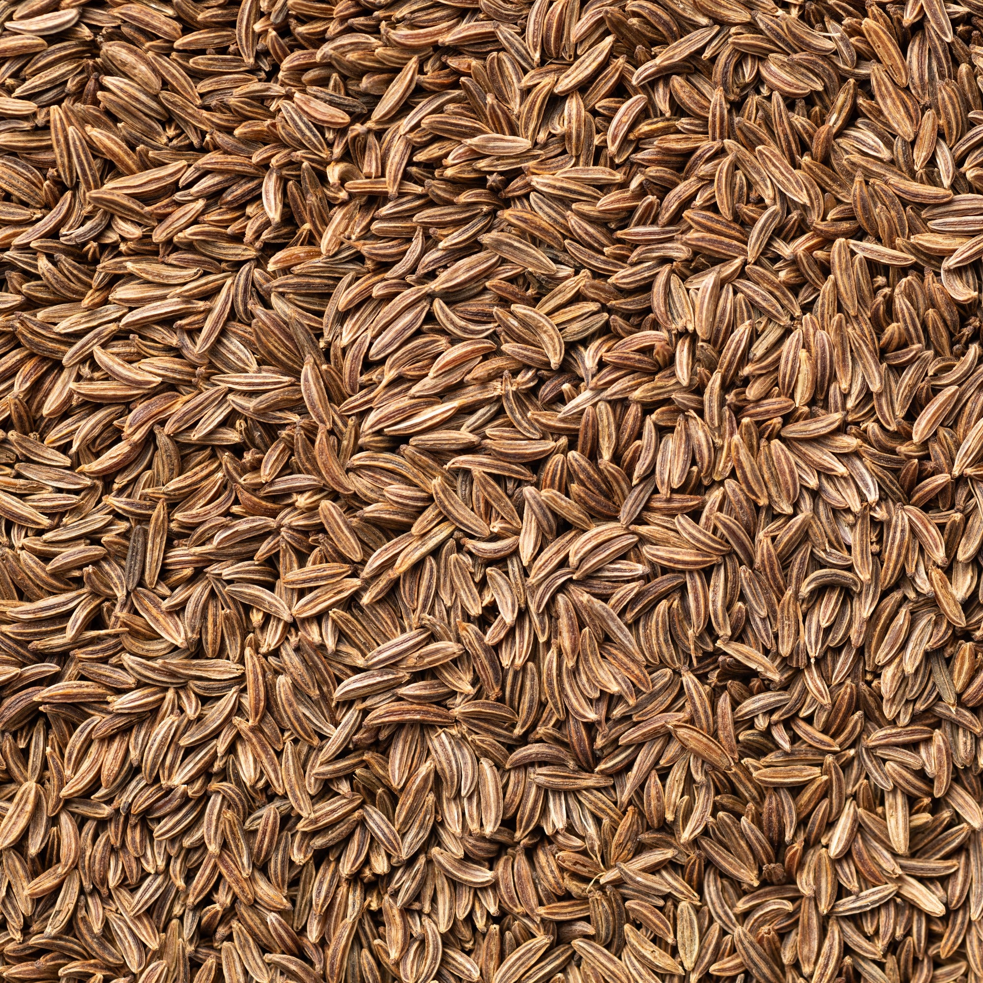 Bakker Cumin Cuminum cyminum graine aromatique sachet 3g parfumée