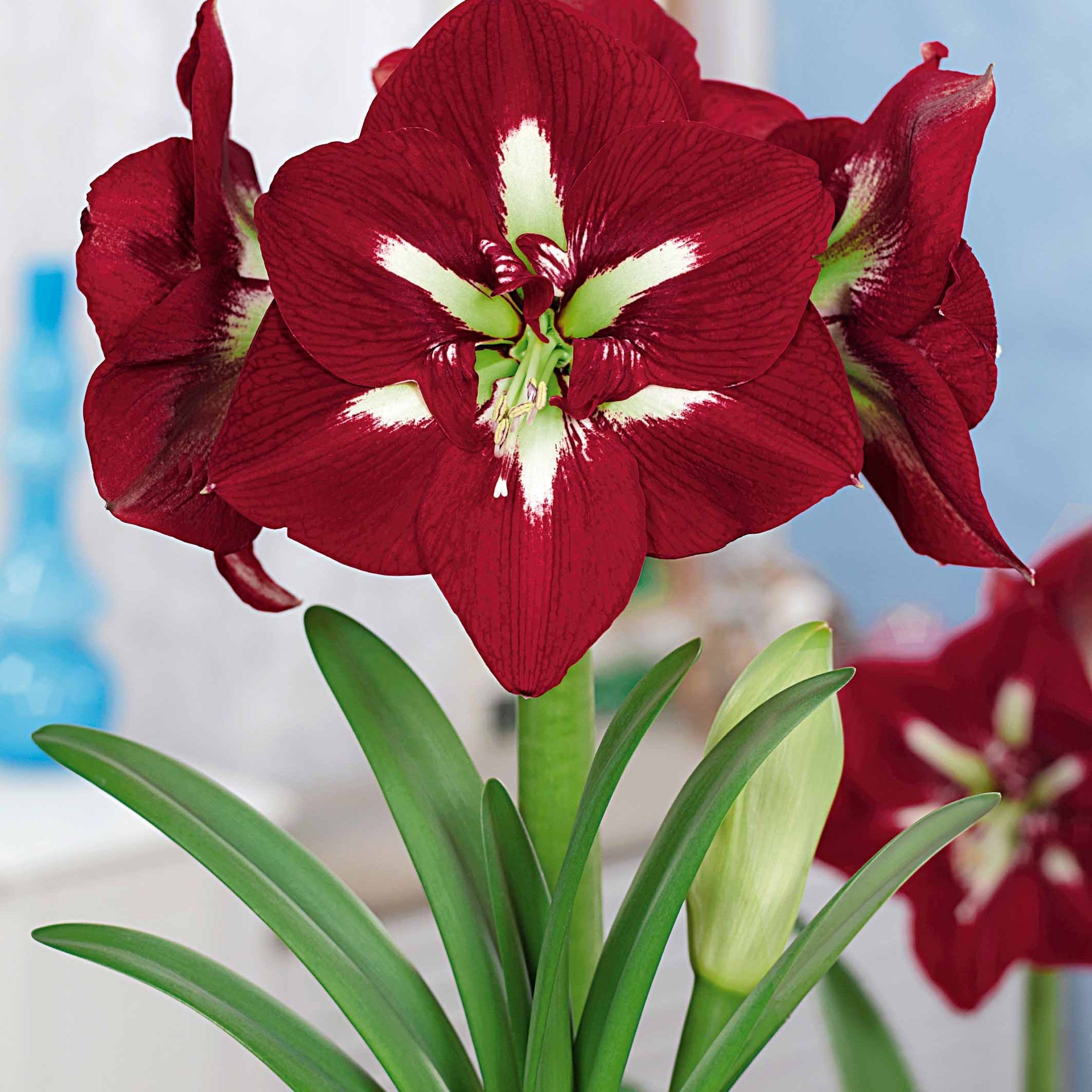 Bakker Amaryllis géantes bulbes sachet 2 bulbes 28-30 cm